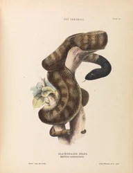 Schwarzkopfschlange, Aspidiotes melanocephalus